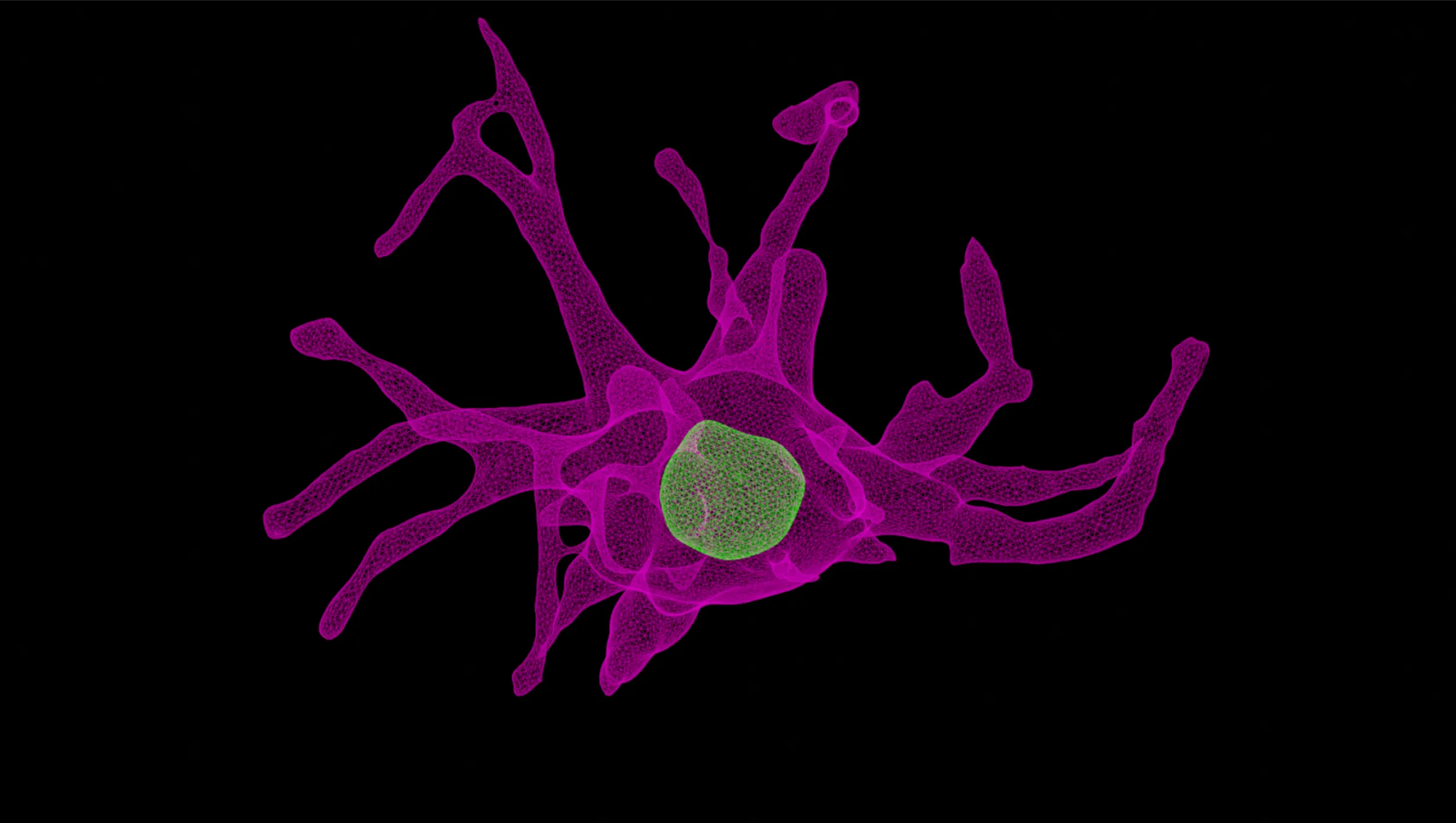 3D mesh rendering of a melanoma cell following drug treatment. Sentinal4D captures terabytes of high-resolution 3D imaging data, comprising hundreds of thousands of single-cell images like this one, to study how cells respond to therapeutic perturbations, while modeling populational heterogeneity. These mesh reconstructions enable spatially precise modeling of cell and nuclear morphology, foundational for AI-driven drug discovery.