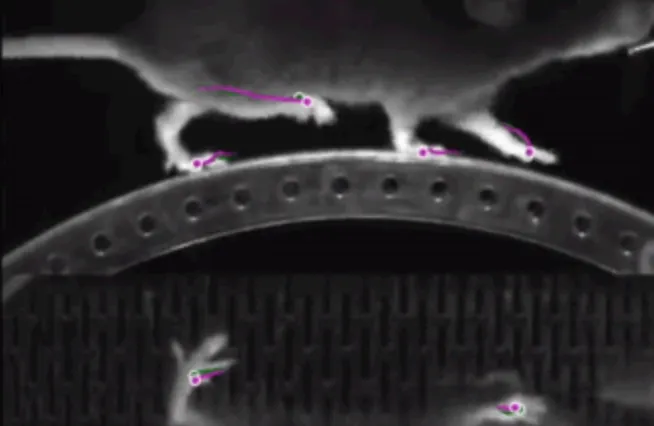 Decoding the brain by training 1000 AI models to predict movement